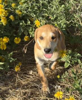 Rooster -  Labrador Retriever and Hound Dog for Adoption in San Antonio, Texas - Rooster | PetCurious
