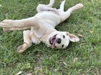 Yellow Labrador Retriever and Husky Dogs Available for Adoption - Togo | PetCurious