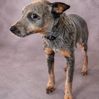 Alan -  Australian Cattle Dog Blue Heeler Dog for Adoption in Phoenix, Arizona - Alan | PetCurious