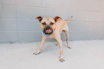 Jake -  Terrier Dog for Adoption in Lancaster, South Carolina - Jake | PetCurious