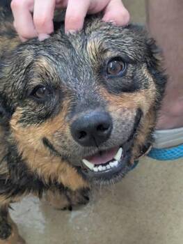 Pomeranian Dogs Available for Adoption in Waverly, Tennessee - BETTY | PetCurious