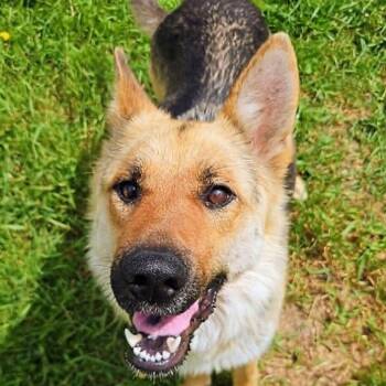 Linda (20260713-02) -  German Shepherd Dog Dog for Adoption in Niagara Falls, Ontario - Linda (20260713-02) | PetCurious