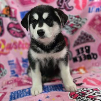 Alaskan Malamute and Siberian Husky Dogs Available for Adoption - Regina George | PetCurious