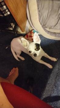 Bojack -  Chihuahua Dog for Adoption in Holly Springs, North Carolina - Bojack | PetCurious