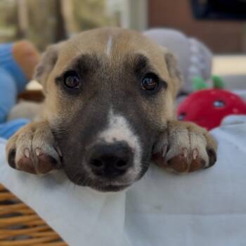 Australian Cattle Dog Blue Heeler and Boxer Dogs Available for Adoption - Libra | PetCurious