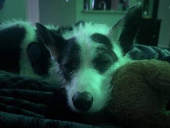 Airedale Terrier and Mixed Breed Dogs Available for Adoption in San Antonio, Texas - Moo Moo | PetCurious