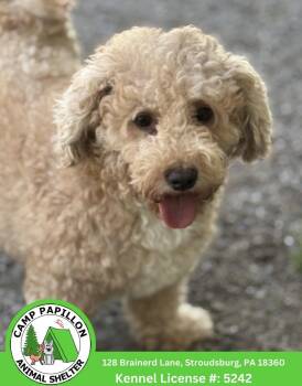 Lillipup -  Bichon Frise and Poodle Dog for Adoption in Stroudsburg, Pennsylvania - Lillipup | PetCurious