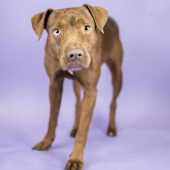 Cola -  Pit Bull Terrier Dog for Adoption in Portland, Oregon - Cola | PetCurious