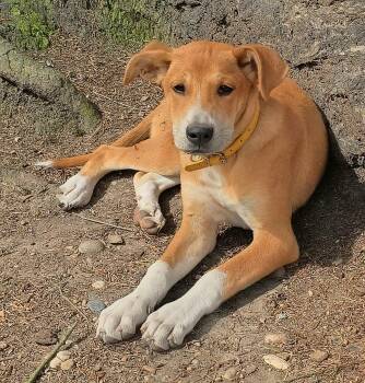 Carolina Dog Dogs Available for Adoption in Harlingen, Texas - Brie | PetCurious