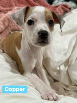 Chihuahua Dogs Available for Adoption in Alexander, Arkansas - Copper | PetCurious