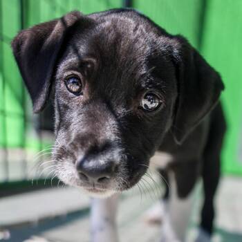 Mixed Breed Dogs Available for Adoption - Pudgie | PetCurious