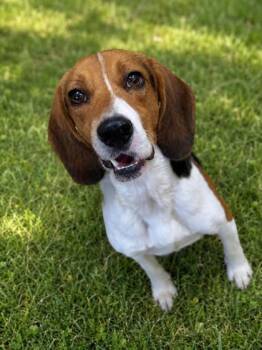 Bucky -  Beagle Dog for Adoption in Bedford, Indiana - Bucky | PetCurious