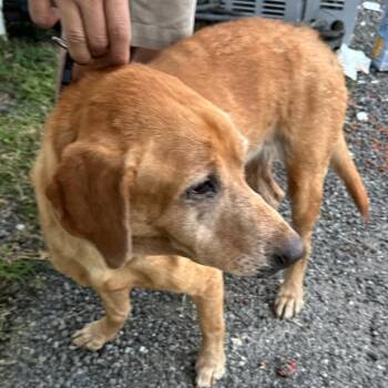 Lexi -  Golden Retriever Dog for Adoption in Carlyle, Illinois - Lexi | PetCurious