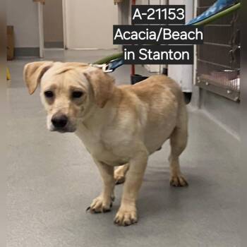 Claude -  Dachshund and Mixed Breed Dog for Adoption in Westminster, California - Claude | PetCurious
