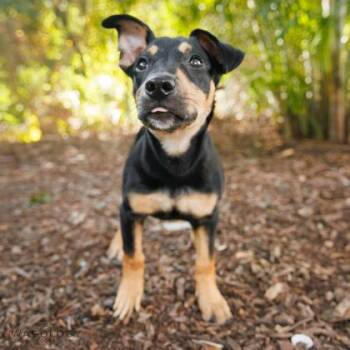 Tiki -  Mixed Breed Dog for Adoption in Largo, Florida - Tiki | PetCurious