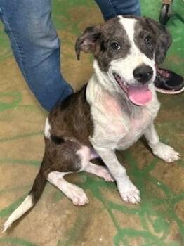 Rescue Australian Shepherd Dogs for Adoption in Brookhaven, Mississippi - Gover 25 | PetCurious