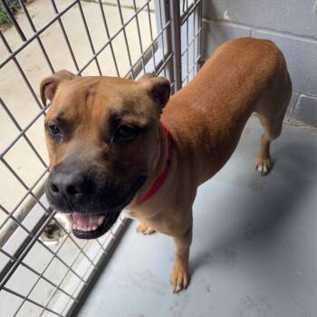 Boxer and Mixed Breed Dogs Available for Adoption in Kyle, Texas - LED ZEPPELIN | PetCurious