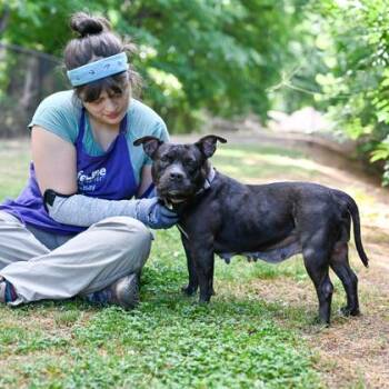Mixed Breed Dogs Available for Adoption in Chamblee, Georgia - Mona Leash-a | PetCurious