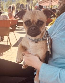 Pug Dogs Available for Adoption - Lil Man  | PetCurious