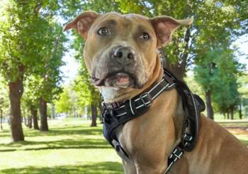 American Staffordshire Terrier and Mixed Breed Dogs Available for Adoption - MADDIE | PetCurious