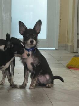 Luca -  Yorkshire Terrier and Chihuahua Dog Available for Adoption - Luca | PetCurious