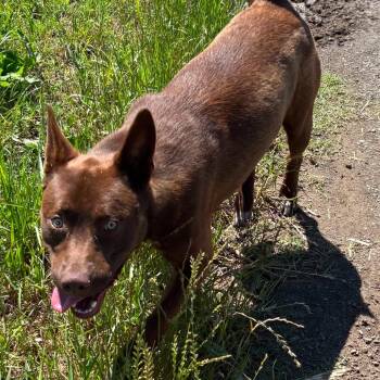 Australian Kelpie Dogs Available for Adoption in Hackett, Arkansas - Jace | PetCurious