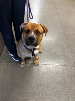 Pit Bull Terrier and Mixed Breed Dogs Available for Adoption in Greenfield, Indiana - Carlton | PetCurious