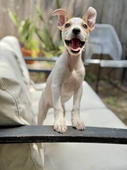 Trix -  Chihuahua Dog for Adoption in Austin, Texas - Trix | PetCurious