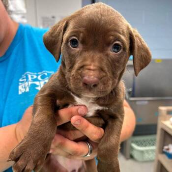 Moonlight Path -  Pit Bull Terrier and Mixed Breed Dog for Adoption in Martinsville, Virginia - Moonlight Path | PetCurious