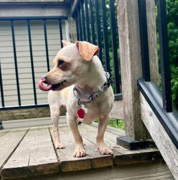 Ana -  Chihuahua Dog for Adoption in Minneapolis, Minnesota - Ana | PetCurious