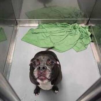 Bro -  Mixed Breed Dog for Adoption in Davenport, Iowa - Bro | PetCurious