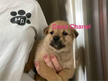 Rescue Miniature Schnauzer Dogs for Adoption in Gulf Breeze, Florida - Coco | PetCurious