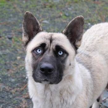 Rescue Akita Dogs for Adoption in Weaverville, California - Baby - Mama Of The Puppies | PetCurious