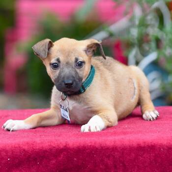 Rescue Shepherd Dogs for Adoption in Wake Forest, North Carolina - Eragon | PetCurious