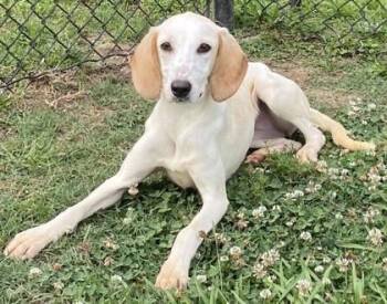 Relish -  Hound and Mixed Breed Dog for Adoption in Conway, South Carolina - Relish | PetCurious