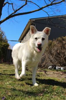 Rescue Jindo Dogs for Adoption in Toronto, Ontario - LUNA | PetCurious