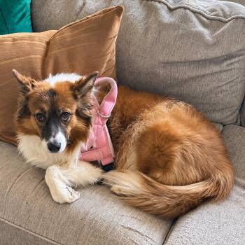 Kitsu -  Australian Shepherd and Collie Dog for Adoption - Kitsu | PetCurious