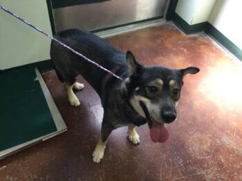 Rescue German Shepherd Dog and Mixed Breed Dogs for Adoption in Thousand Palms, California - LOGAN | PetCurious