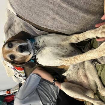 Rescue Coonhound Dogs for Adoption in Lexington, Massachusetts - Bet | PetCurious