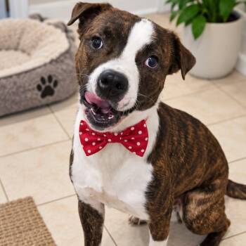 SID GS -  Pit Bull Terrier Dog for Adoption in Lucas, Texas - SID GS | PetCurious