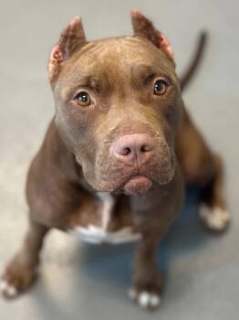 Godiva -  Pit Bull Terrier and Mixed Breed Dog for Adoption in Kansas City, Missouri - Godiva | PetCurious