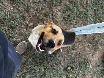 Rescue Mixed Breed Dogs for Adoption in Guthrie, Oklahoma - Hims | PetCurious