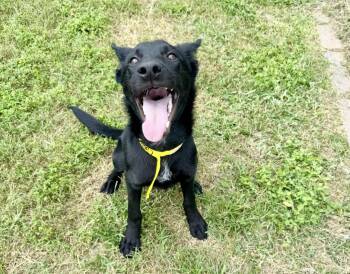 Shepherd Dogs Available for Adoption in Houston, Texas - Rooster Fka Ace | PetCurious