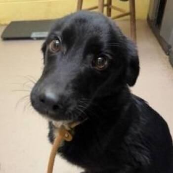 Mixed Breed Dogs Available for Adoption in New York, New York - Terkeles | PetCurious