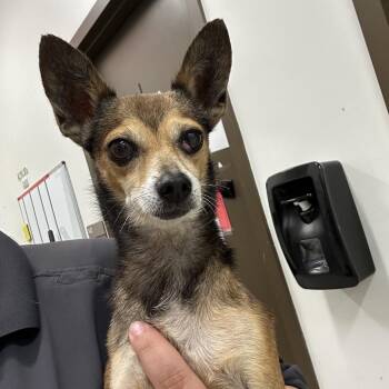 Donavan -  Chihuahua Dog for Adoption in League City, Texas - Donavan | PetCurious
