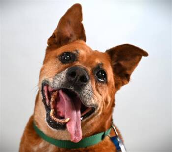 SARGE -  Pit Bull Terrier and Mixed Breed Dog for Adoption in Loveland, Colorado - SARGE | PetCurious