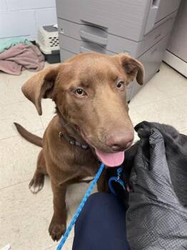 Labrador Retriever Dogs Available for Adoption - PUMA | PetCurious