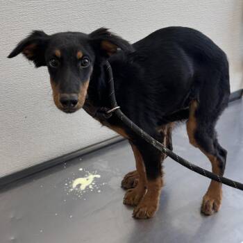 Cocoa -  Mixed Breed Dog for Adoption in Las Cruces, New Mexico - Cocoa | PetCurious