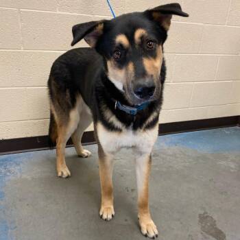 Mixed Breed Dogs Available for Adoption in Memphis, Tennessee - MOON | PetCurious