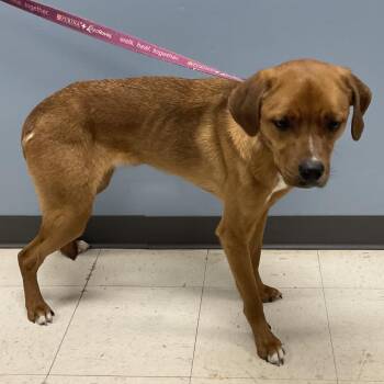Hound and Mixed Breed Dogs Available for Adoption - Epiphone- Duplicate | PetCurious